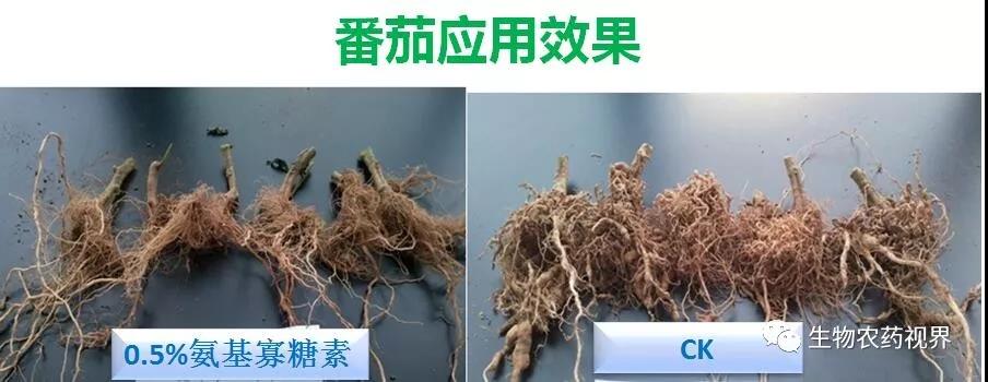 氨基寡糖素 - 植物的免疫衛(wèi)士，根結(jié)線蟲的克星