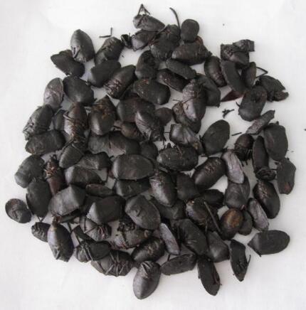 九香蟲(chóng) ASPONGOPUS