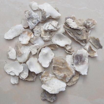 牡蠣(大連灣牡蠣) OSTREAE CONCHA