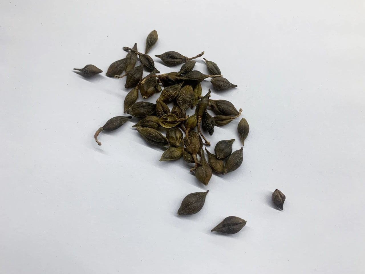 普菲德專(zhuān)題產(chǎn)品推薦-連翹系列